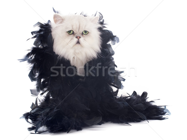 Bianco gatto persiano piuma animale pet sfondo bianco Foto d'archivio © cynoclub