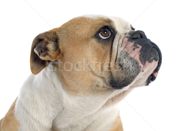 Stock photo: english bulldog 