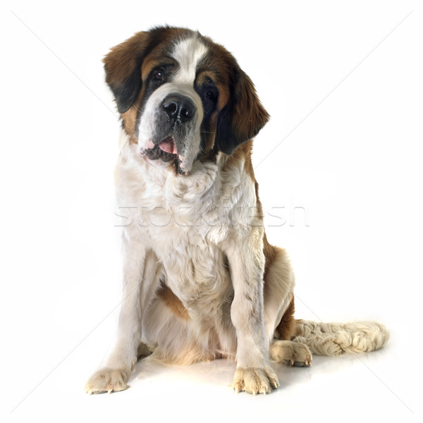 święty portret psa kobiet studio Zdjęcia stock © cynoclub
