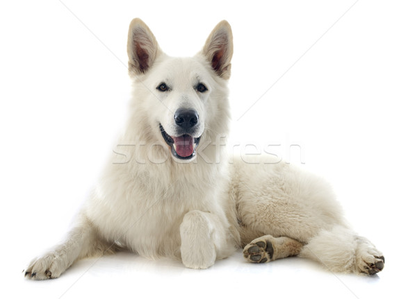 Swiss shepherd  Stock photo © cynoclub