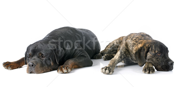Köpek yavrusu rottweiler beyaz arkadaşlar siyah Stok fotoğraf © cynoclub
