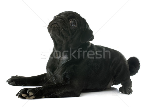 puppy pug Stock photo © cynoclub