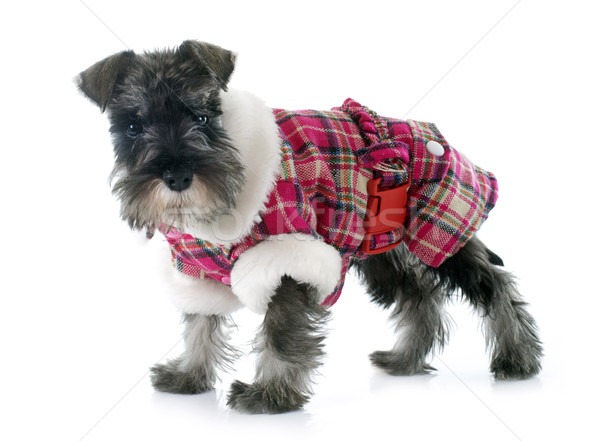 Cucciolo miniatura schnauzer bianco studio cute Foto d'archivio © cynoclub