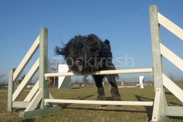 jumping pyrenean shepherd Stock photo © cynoclub