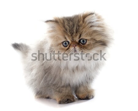persian kitten Stock photo © cynoclub