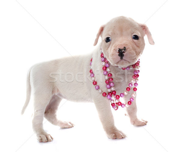 Cucciolo american bulldog bianco cane giovani perla Foto d'archivio © cynoclub