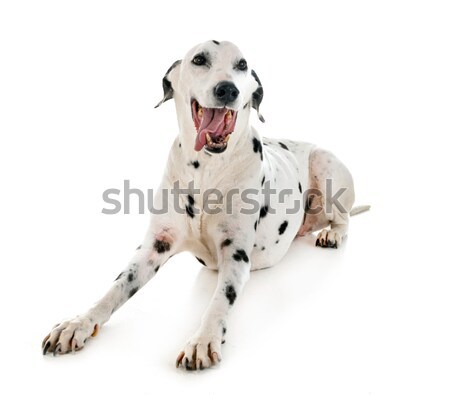 young female dalmatian and tie Stock photo © cynoclub