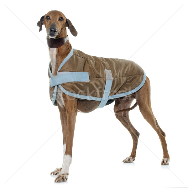 dressed azawakh hound Stock photo © cynoclub