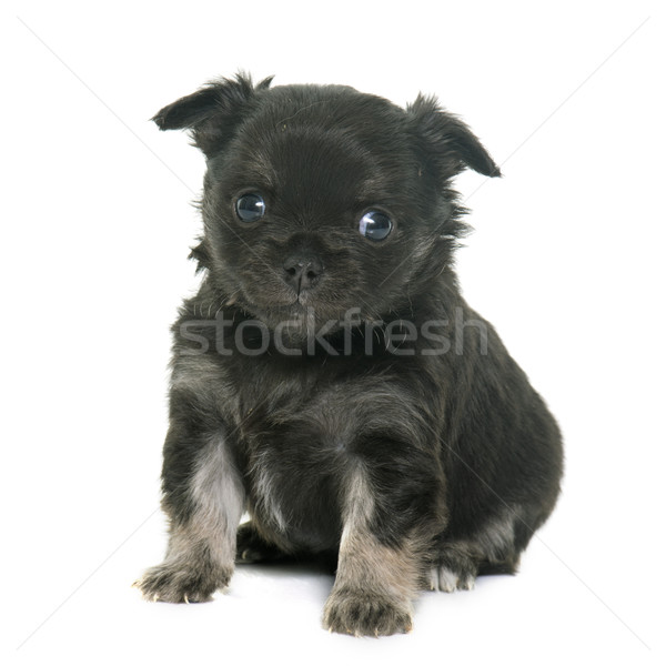 puppy longhair chihuahua Stock photo © cynoclub