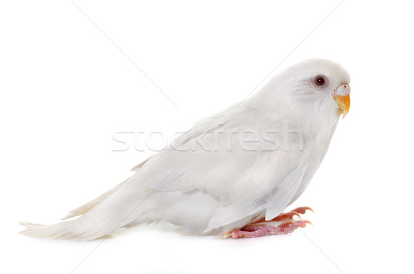 Fiatal fehér stúdió csirke papagáj Stock fotó © cynoclub