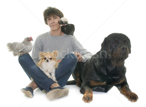 teen, dogs and chicken Stock photo © cynoclub