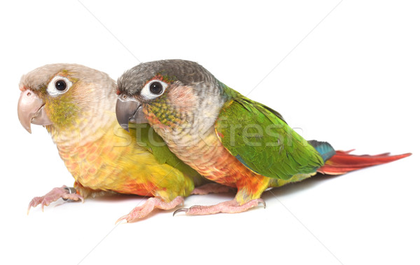 Cannelle studio blanche oiseau animaux Homme [[stock_photo]] © cynoclub