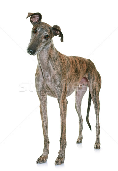 Estudio perro mascota espanol aislado adulto Foto stock © cynoclub