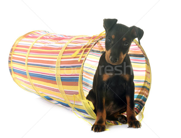 puppy manchester terrier Stock photo © cynoclub