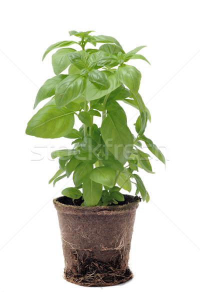 basil in pot isolated Stock photo © cynoclub