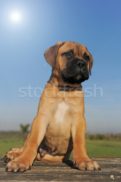 Cachorro touro mastim retrato sol Foto stock © cynoclub