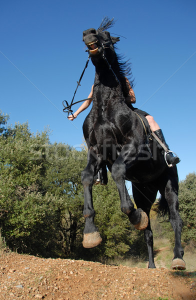 black stallion Stock photo © cynoclub