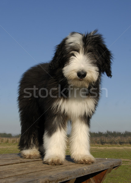 puppy berdead collie Stock photo © cynoclub