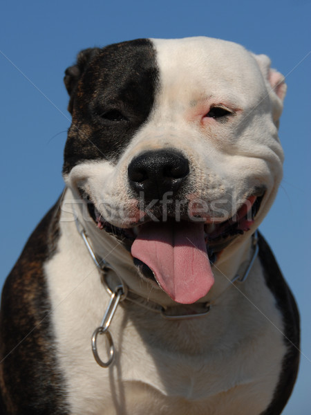 american staffordshire terrier Stock photo © cynoclub