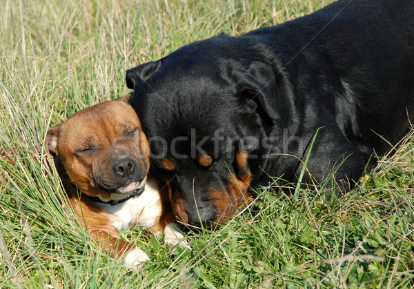 rottweiler et staffie Stock photo © cynoclub