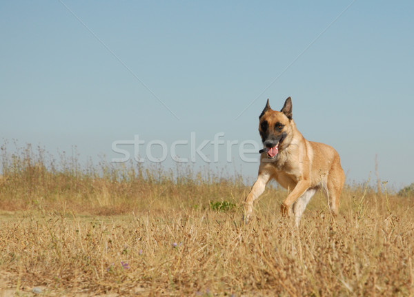 running malinois Stock photo © cynoclub