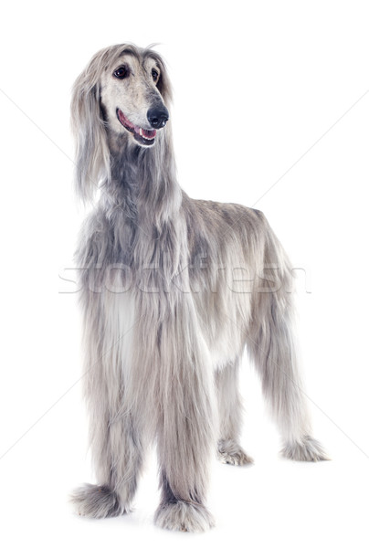 Stock photo: afghan dog