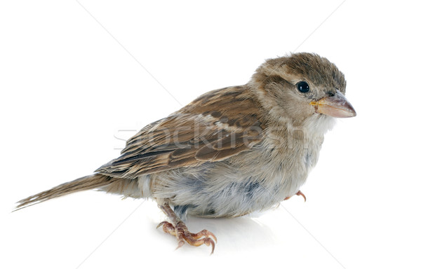 House Sparrow Stock photo © cynoclub