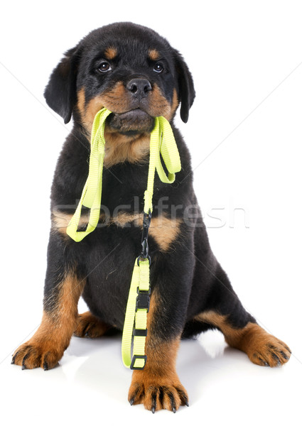 rottweiler and leash Stock photo © cynoclub