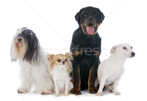 Négy kutyák fehér fekete állat kutyakölyök Stock fotó © cynoclub