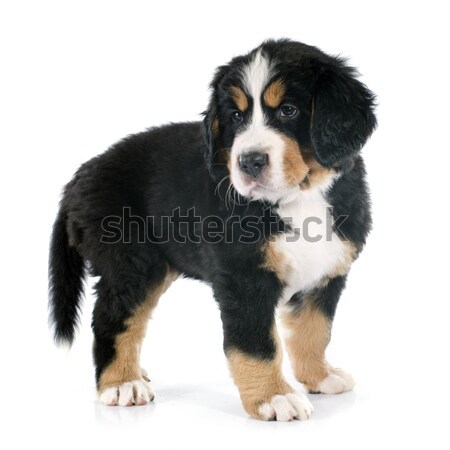 puppy bernese moutain dog Stock photo © cynoclub