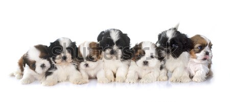 puppies shih tzu Stock photo © cynoclub