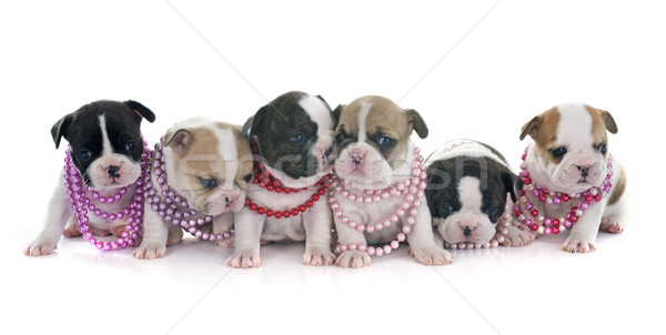 puppies french bulldog Stock photo © cynoclub