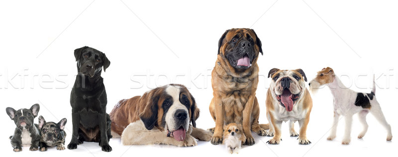 Stok fotoğraf: Grup · köpekler · beyaz · köpek · hayvan · buldok