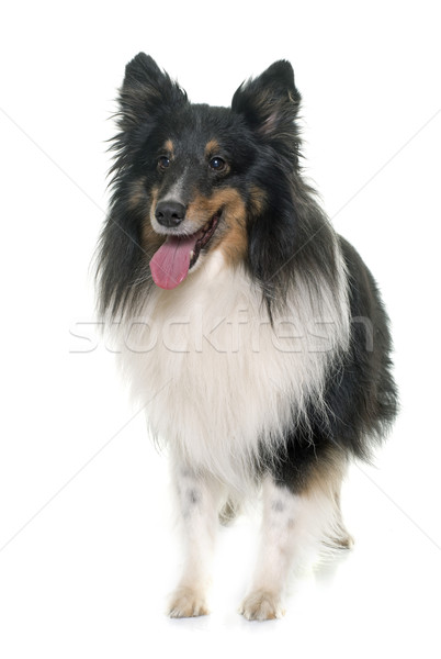 成人 牧羊犬 白 犬 黒 小さな ストックフォト © cynoclub