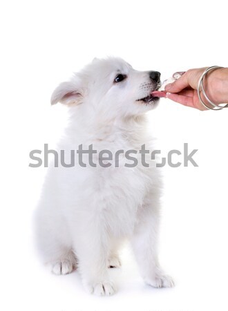 Chiot studio blanche animal fond blanc [[stock_photo]] © cynoclub