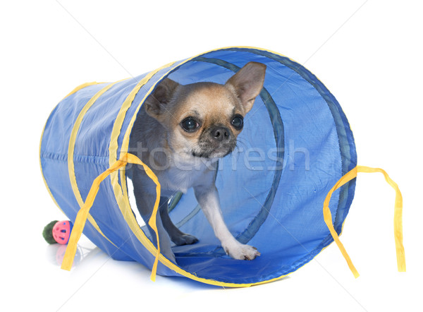 young chihuahua in tunnel Stock photo © cynoclub