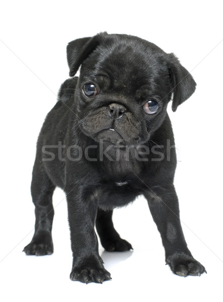 puppy black pug Stock photo © cynoclub