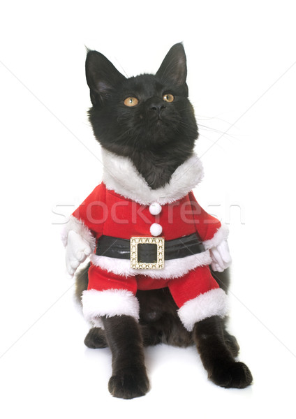 Сток-фото: Рождества · Мэн · котенка · белый · кошки · черный