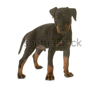 puppy manchester terrier Stock photo © cynoclub