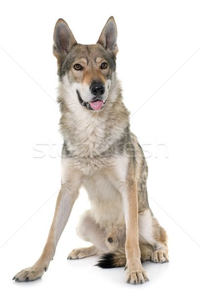 Loup chien blanche [[stock_photo]] © cynoclub