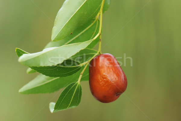 jujube Stock photo © cynoclub