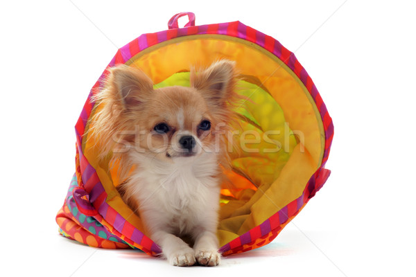 chihuahua in a colorful bed Stock photo © cynoclub