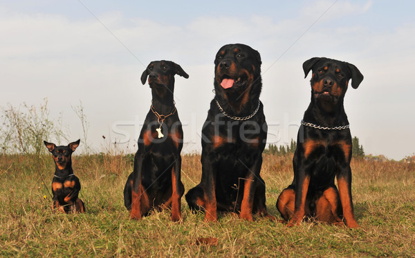 Stock fotó: Három · őr · kutyák · ül · mező · kutya