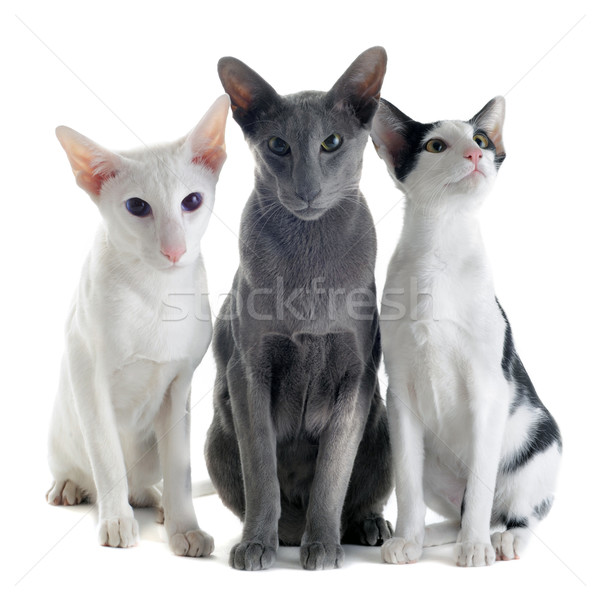 Három távolkeleti macskák portré fehér fekete Stock fotó © cynoclub