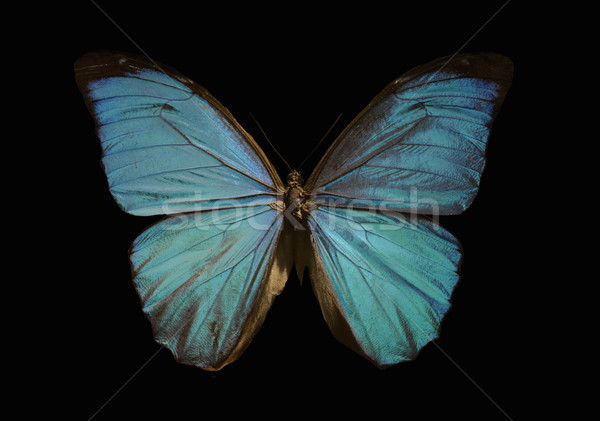 blue morpho butterfly Stock photo © cynoclub
