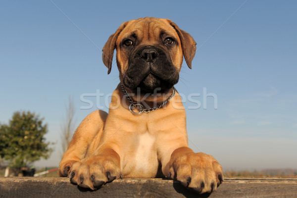 Cachorro touro mastim retrato bebê Foto stock © cynoclub