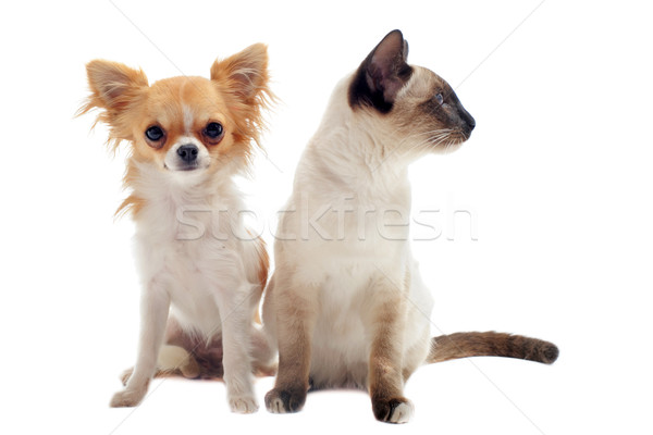 Foto stock: Gatinho · branco · gato · estúdio · cachorro