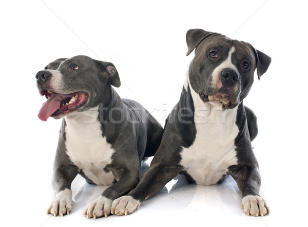 two american staffordshire terrierw Stock photo © cynoclub