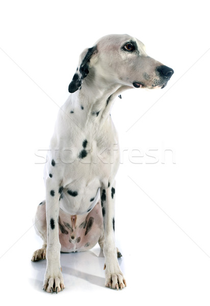 Foto stock: Dálmata · cão · branco · preto · masculino · animal · de · estimação