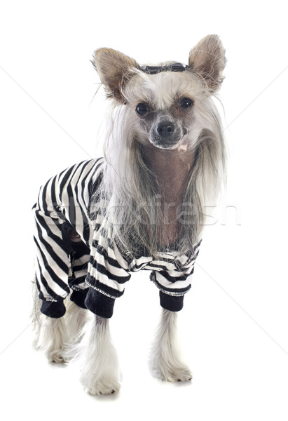 Chinese crested outlet clothes